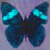 Avatar van ANNE_D_ORE